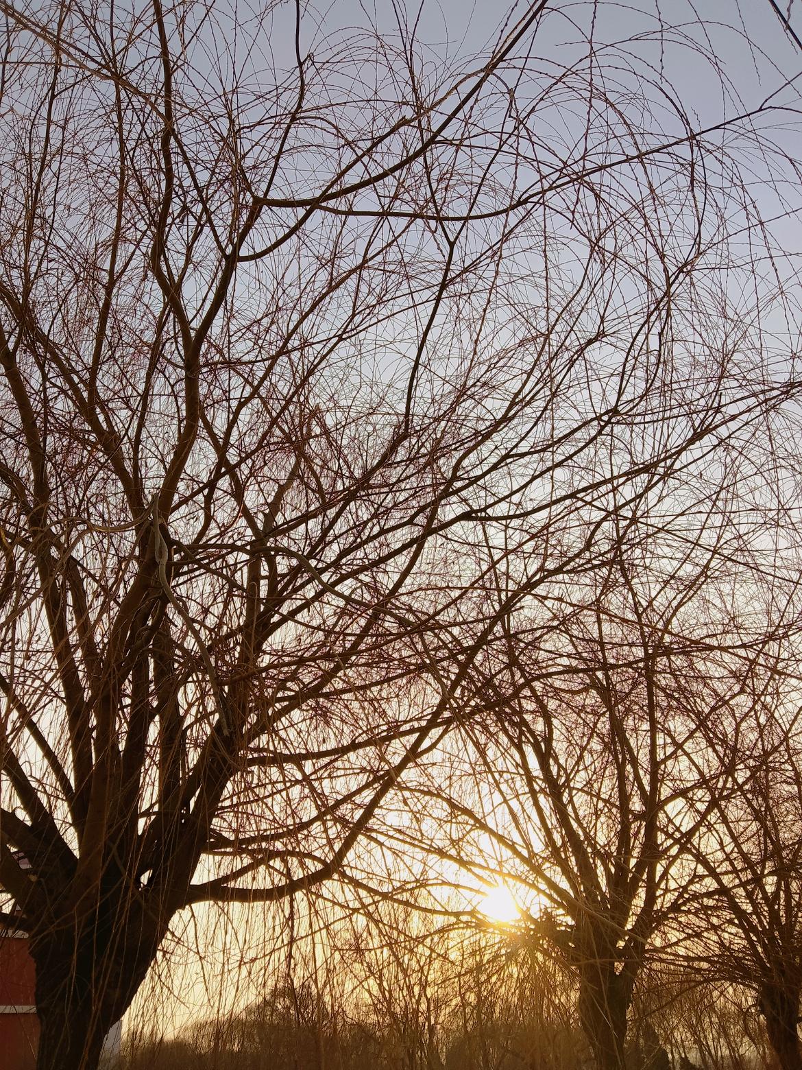 夕阳西下，树影婆娑，静谧而美丽。夕阳透过树枝洒向阳光雨露。余晖治愈系风景夕阳西