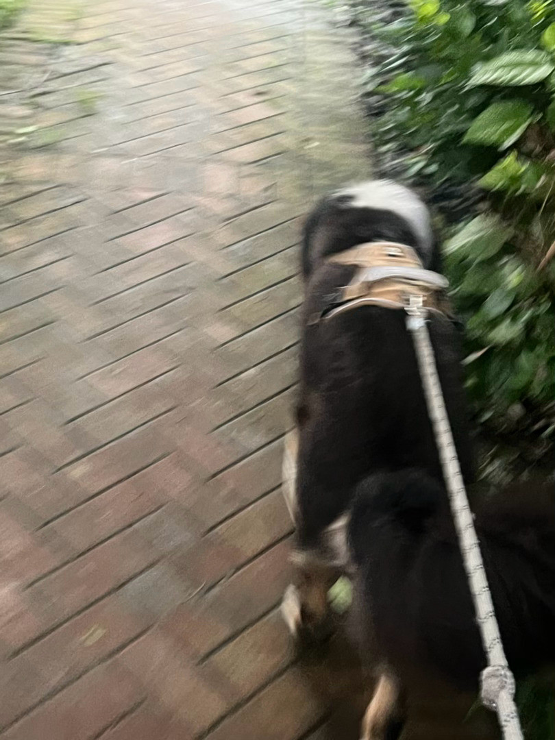 睡不着起来遛狗半夜暗暗发誓今天要自律带狗晨跑，结果遛狗路过早餐摊好香。顺便要了