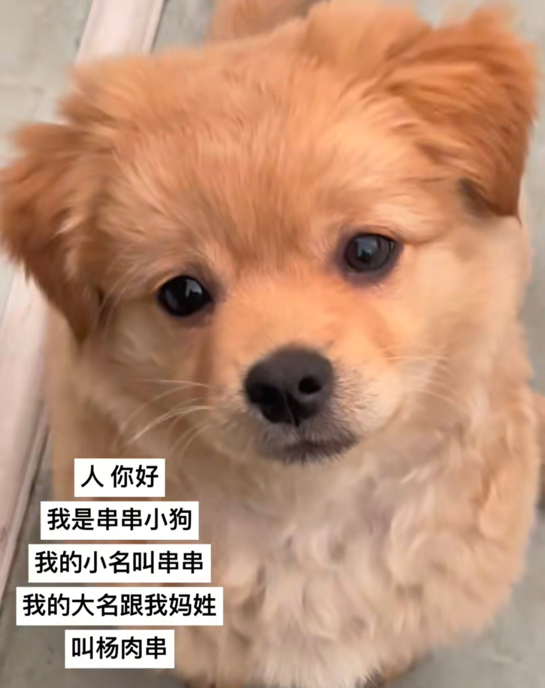 一大早被嘎嘣一声可爱过去了以后我也要这样给宠物起名​​​