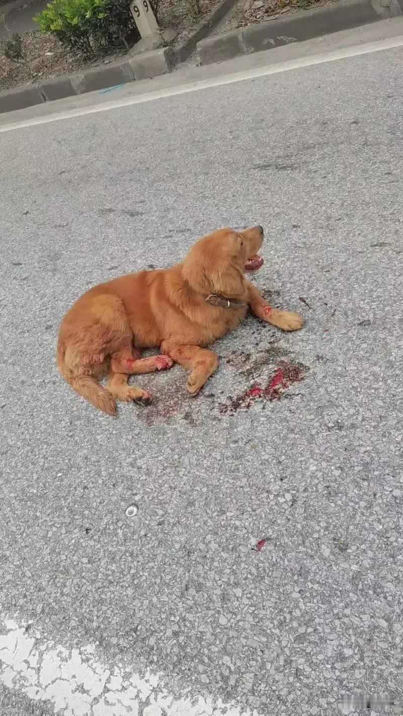 太可怜了，这天一位小哥哥去跑步，结果跑到一条小路上的时候看到非常凄惨的一幕，一只
