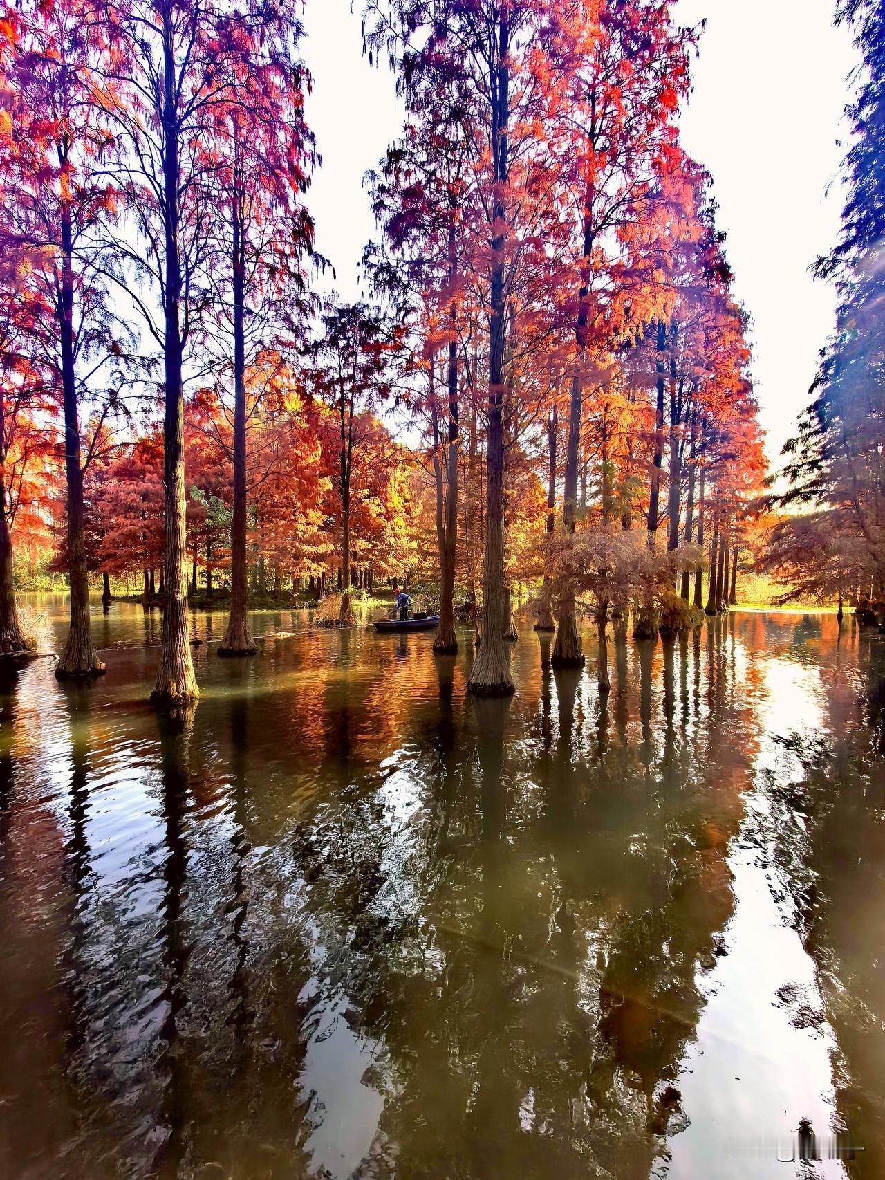 上海，这个季节，最上镜的地方，青西郊野公园的水杉林绝对排得上号！真的，你亲眼看