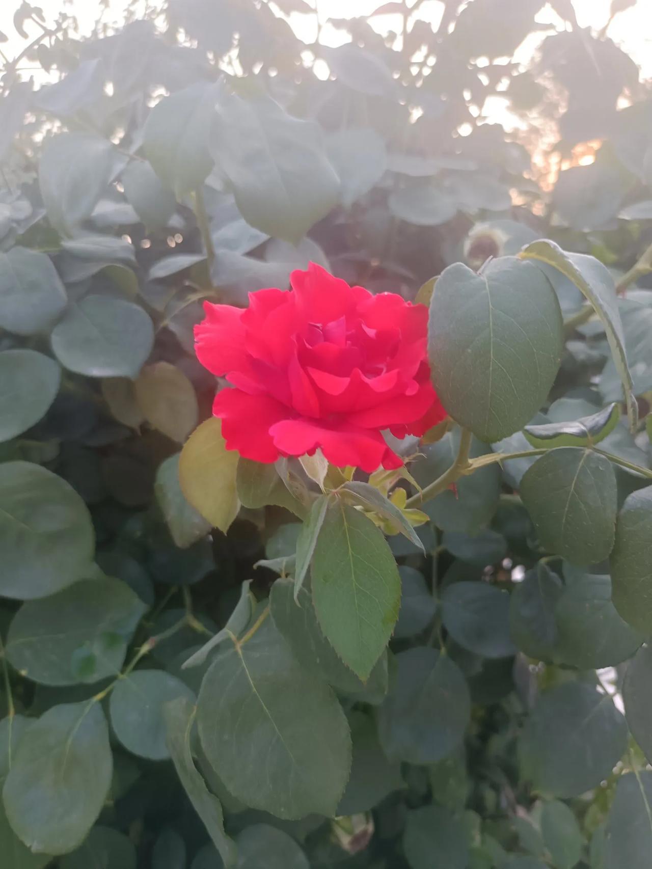 当夫妻过成熟悉陌生人，还剩下些什么？婚姻里没性没爱，一起养孩子、做家务，