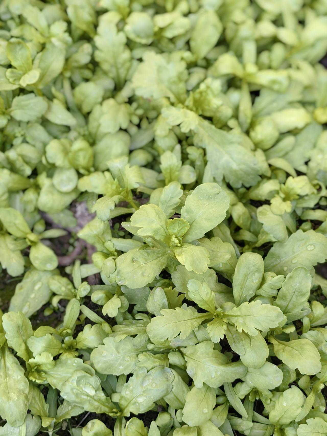 朋友48岁了，年轻的时候找了比她小三岁的老公，30多岁才生了一个女儿。二胎开放的