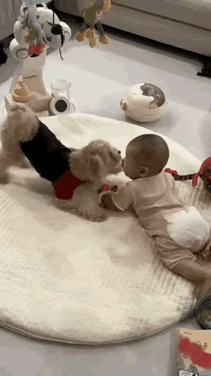 泰迪：兄弟，你给我听好！咱妈也太不地道了，你天天喝特供的鲜奶，我顿顿啃干巴巴的狗