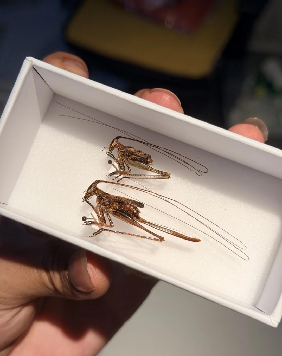 我猜你都没见过吧！？昆虫标本。