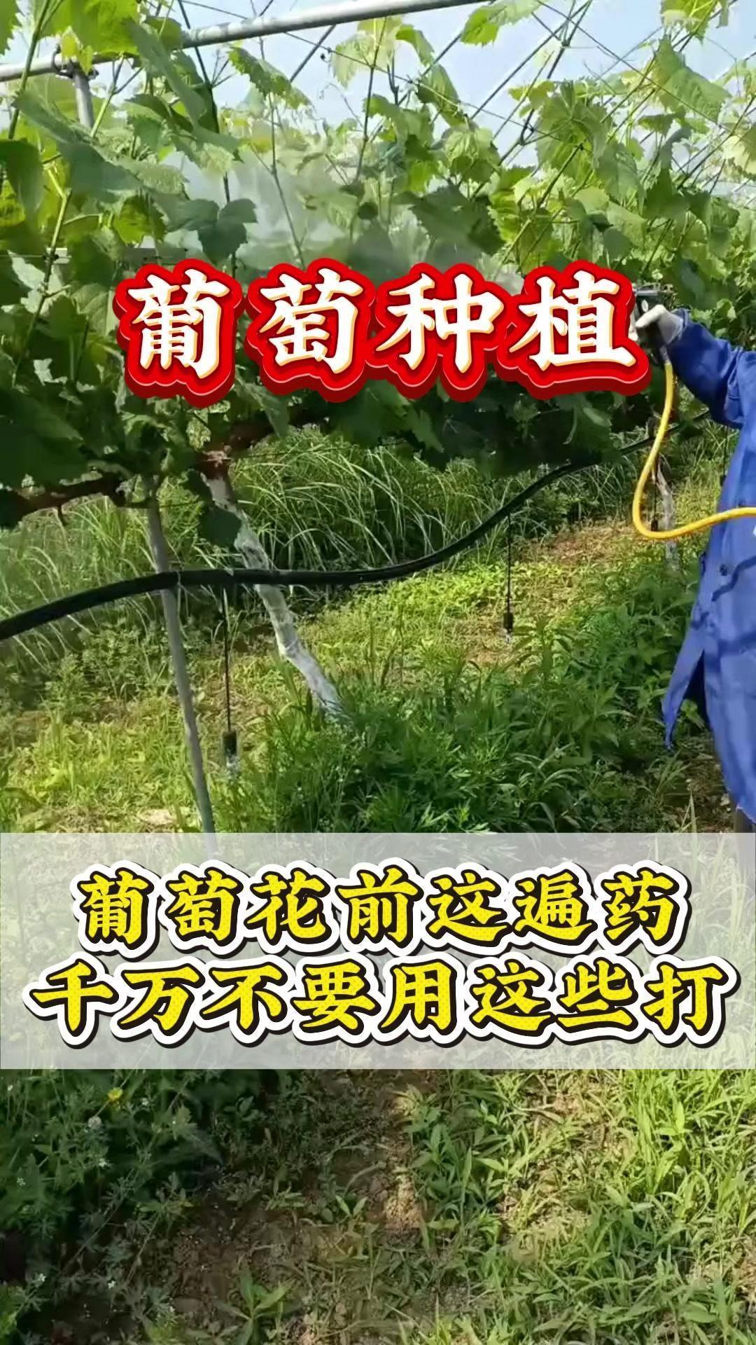 葡萄花前这遍药千万别乱打！1️⃣避开雷区药剂：代森锰锌、苯醚甲环唑、甲基硫菌
