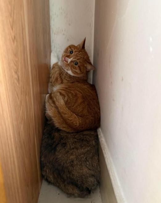 搬家后猫猫们在夹缝里藏了两天​​​