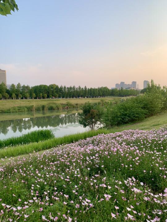 南京九龙湖公园的月见草 已绽放…！！