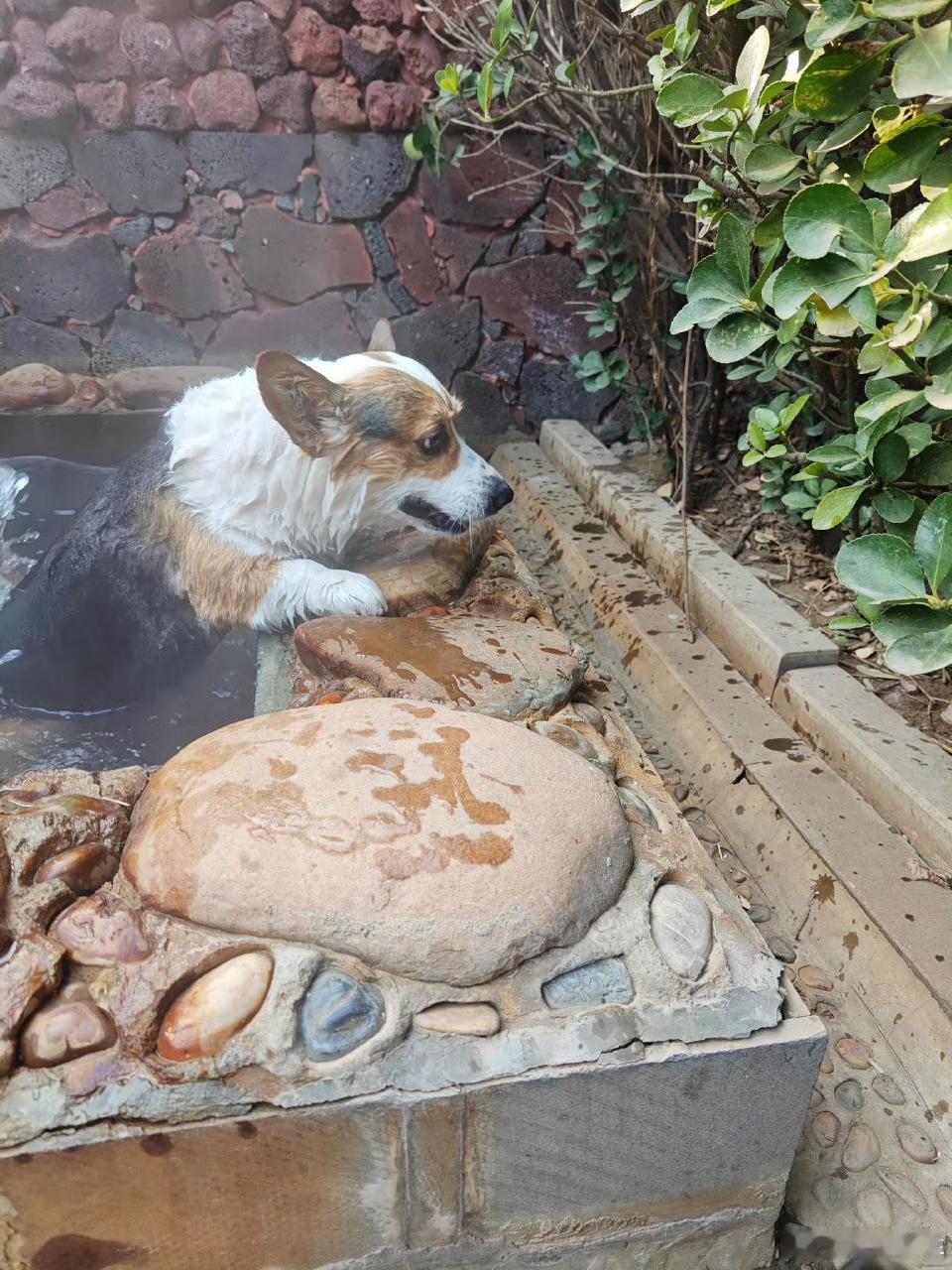 天太冷了好羡慕我的狗子陪我爸妈洗温泉了