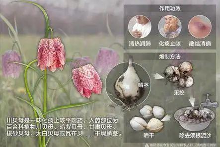 中医中药【岐黄科普】川贝母别名：贝母、川贝【中药歌诀】川贝润肺止咳优，虚寒久咳痰