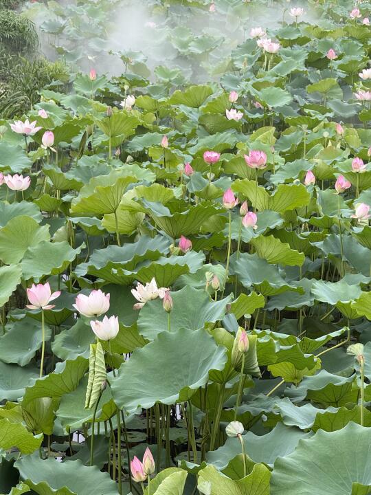 5.27实拍 亚艺公园荷花🪷盛开 人间仙境好美