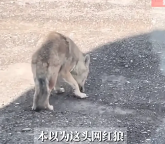 “这下后悔了吧！”8月8日，新疆苦牙克，一男子在国道上骑行时，突然遇到了一只独狼