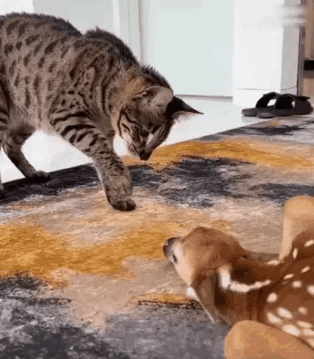 小猫的好奇心，只要是没看过的，都必须搞清楚：这是啥玩意，长得花里胡哨的~奇怪的知