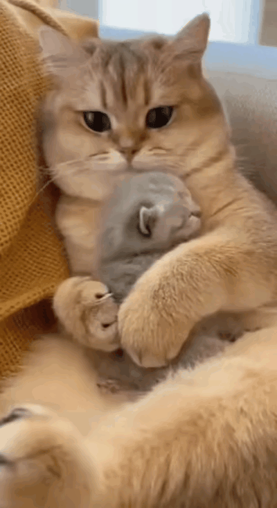 今个早起一睁眼，我就想摸摸俺家猫生哩独苗小奶猫，谁知道俺家大橘猫“嗷”一声，直