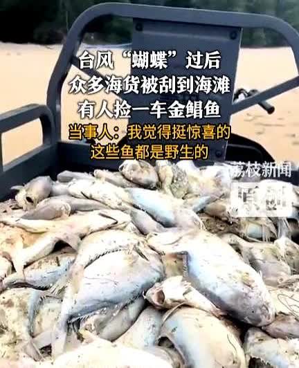 “天上掉馅饼了！”近日，海南三亚，台风过后，不少居民跑到海滩上去捡拾海鲜，结果有