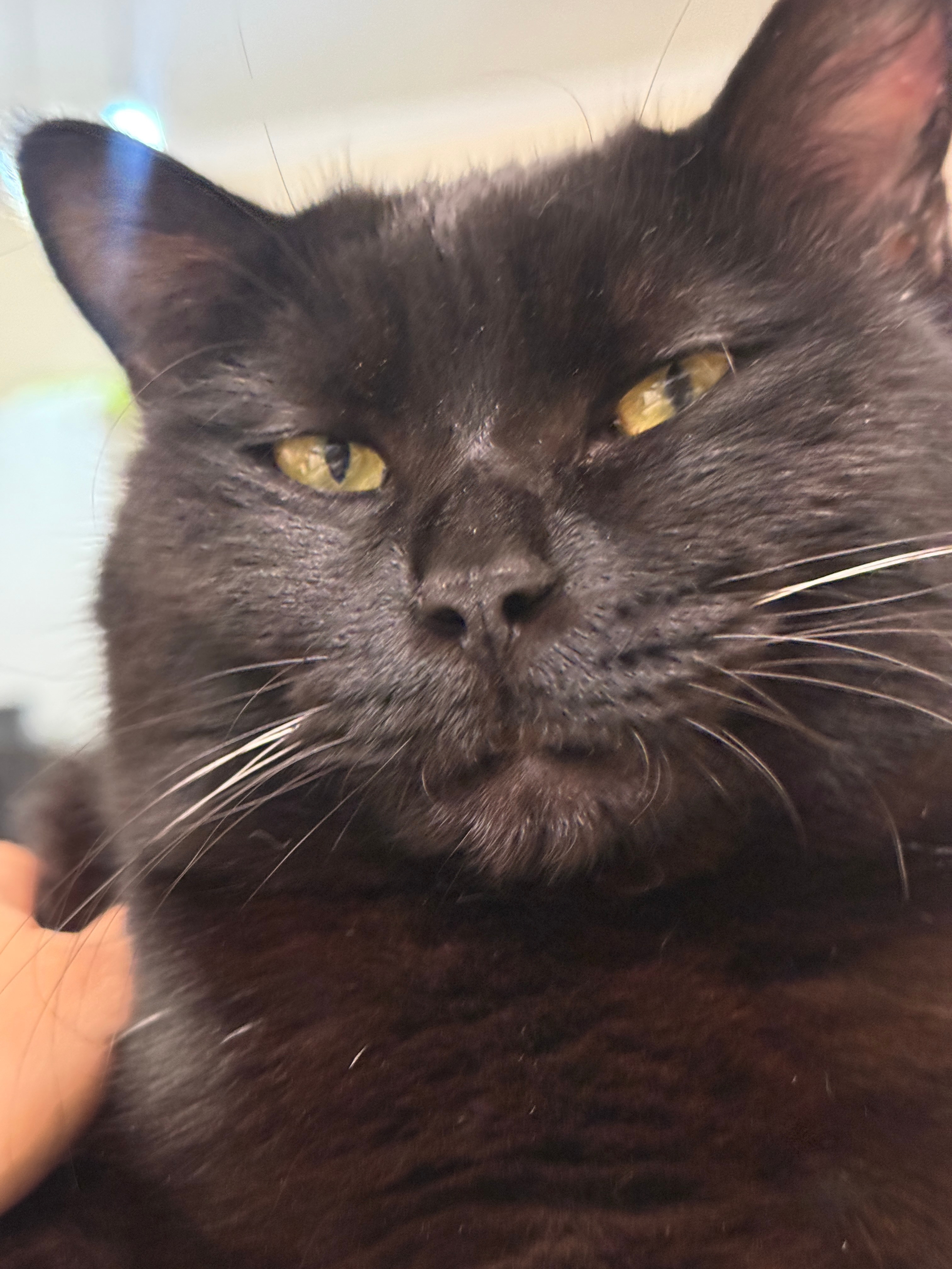 黑猫怎么能这么不上镜啊…肉眼看：萌之拍照后：丑之垂垂老矣