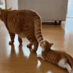 瞧这猫崽子，叼着猫爸爸的尾巴，不肯松口。猫爸被拽得难受，想挣脱又甩不开，只能硬着