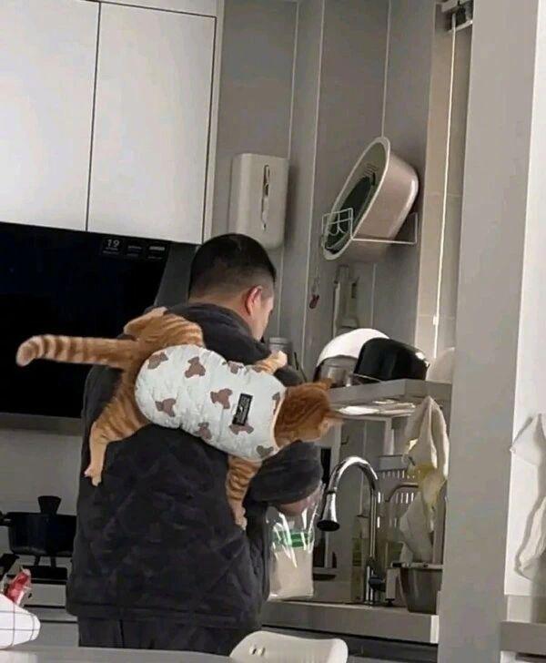 这猴子还挺像猫的