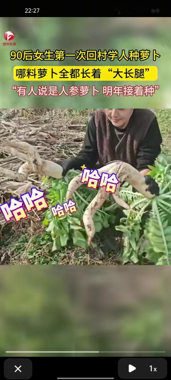 10月25日，辽宁丹东。女子晒视频展示自己的萝卜，这还是第一次学种萝卜，哪料萝卜