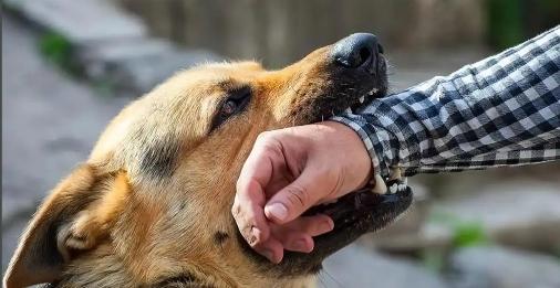 “必须严惩！”安徽淮北，男子不仅养了6只烈犬，还不清理它们大小便，导致楼道内异常