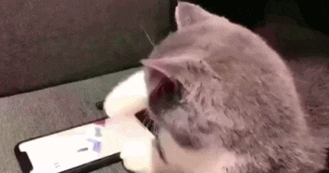 揭密: 猫咪都在玩的“跳一跳” 稍不注意会得潜在病?