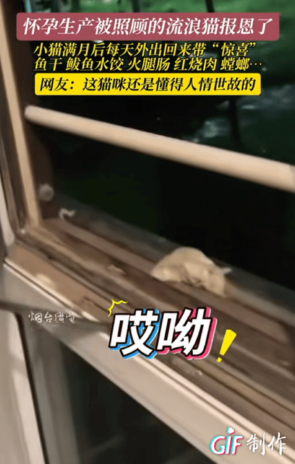 万物都有灵！浙江东阳，一女子经常在店门口喂流浪猫，结果，流浪猫生完孩子后，竟将