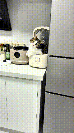 注意看！这只小猫咪真是个“小祖宗”，就稀罕电饭锅这一亩三分地！每天把电饭锅当成自