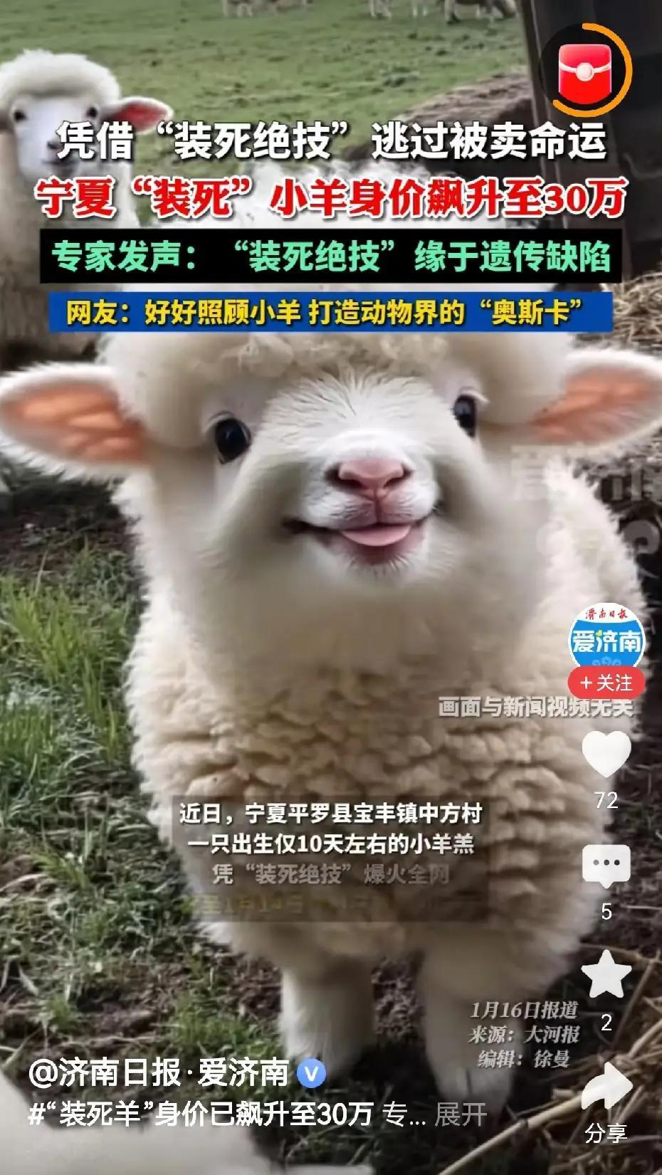420元到30万，这只羊凭什么？一只生病的小羊，因为会“装死”，身价暴涨70