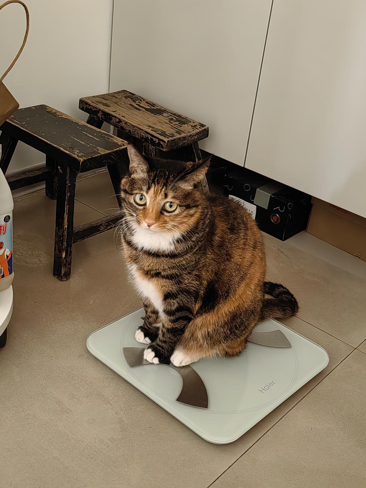 分享一张猫咪照片