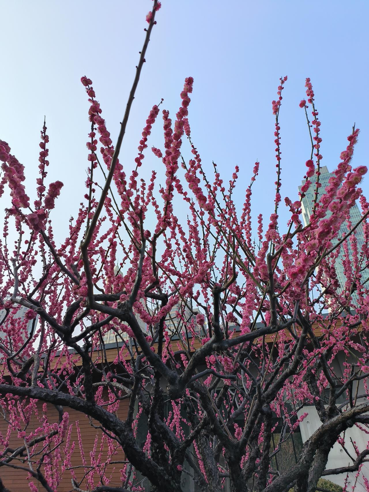 分享一首描写梅花的诗：杂诗三首·其二——唐·王维君自故乡来，应知故乡事。