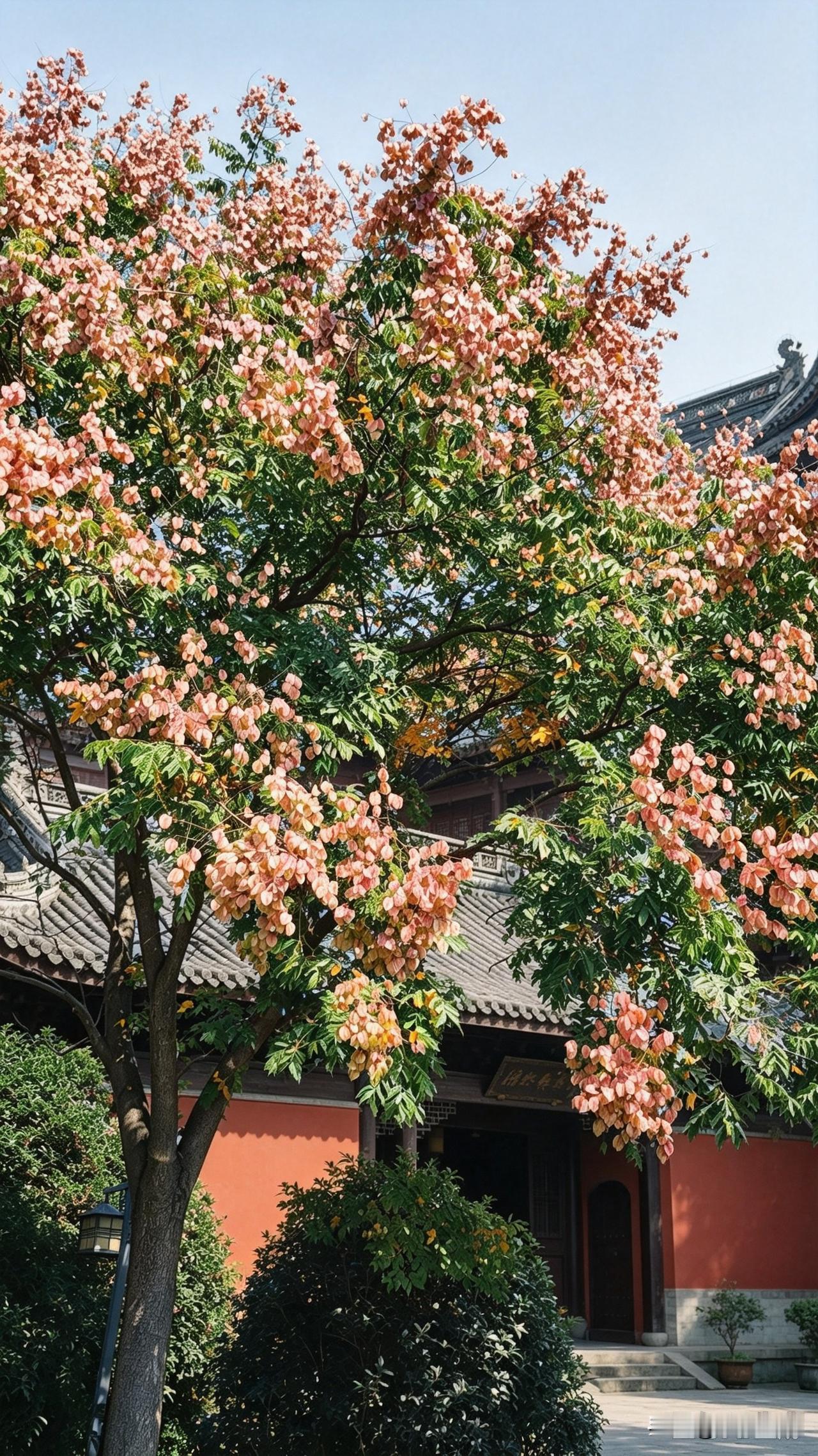 南京桂花季来了，走在路上，漫步公园，桂花的一缕香味，沁人心脾。去玄武湖，去中山陵