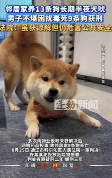 “冤不冤？”近日内蒙古，一男子的楼下邻居养了13条狗，一到半夜就疯狂乱叫，吵得他