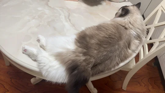小猫尺