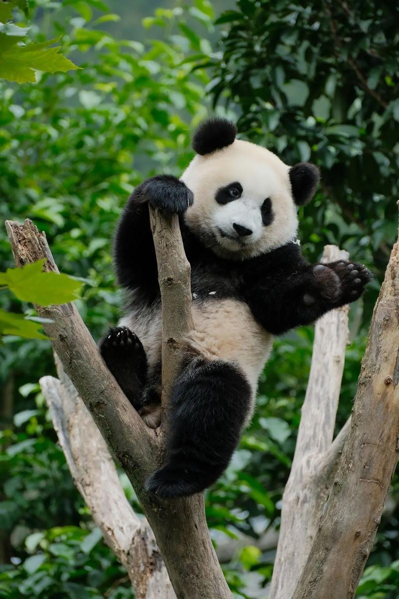 秦岭棕色熊猫凭“特工脸”爆火：四川憨萌VS陕西狡黠，熊猫界的性格差异藏着自然的智