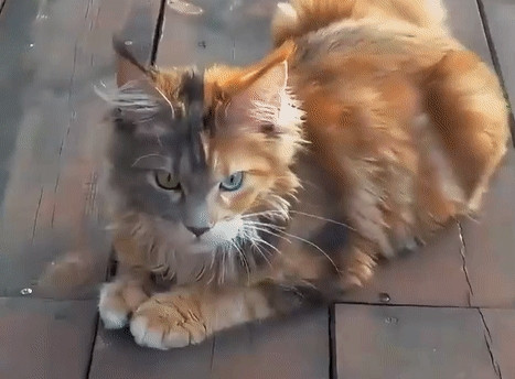 猫猫的基因组成很混乱