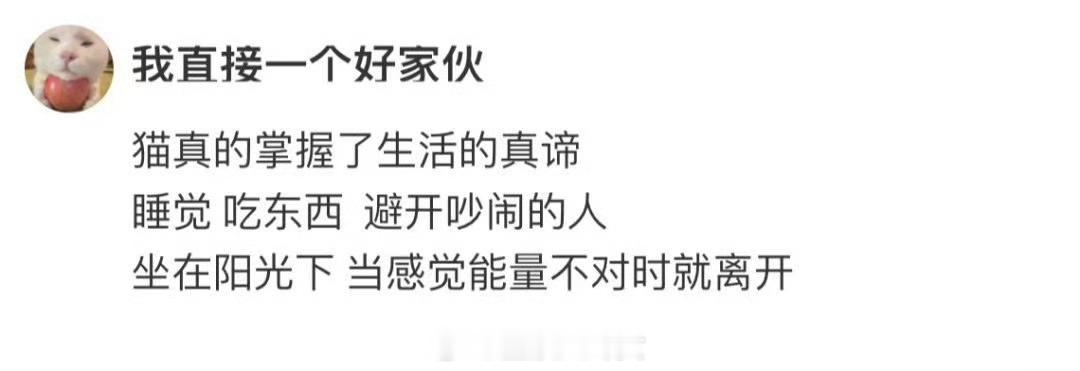 猫掌握了生活的真谛