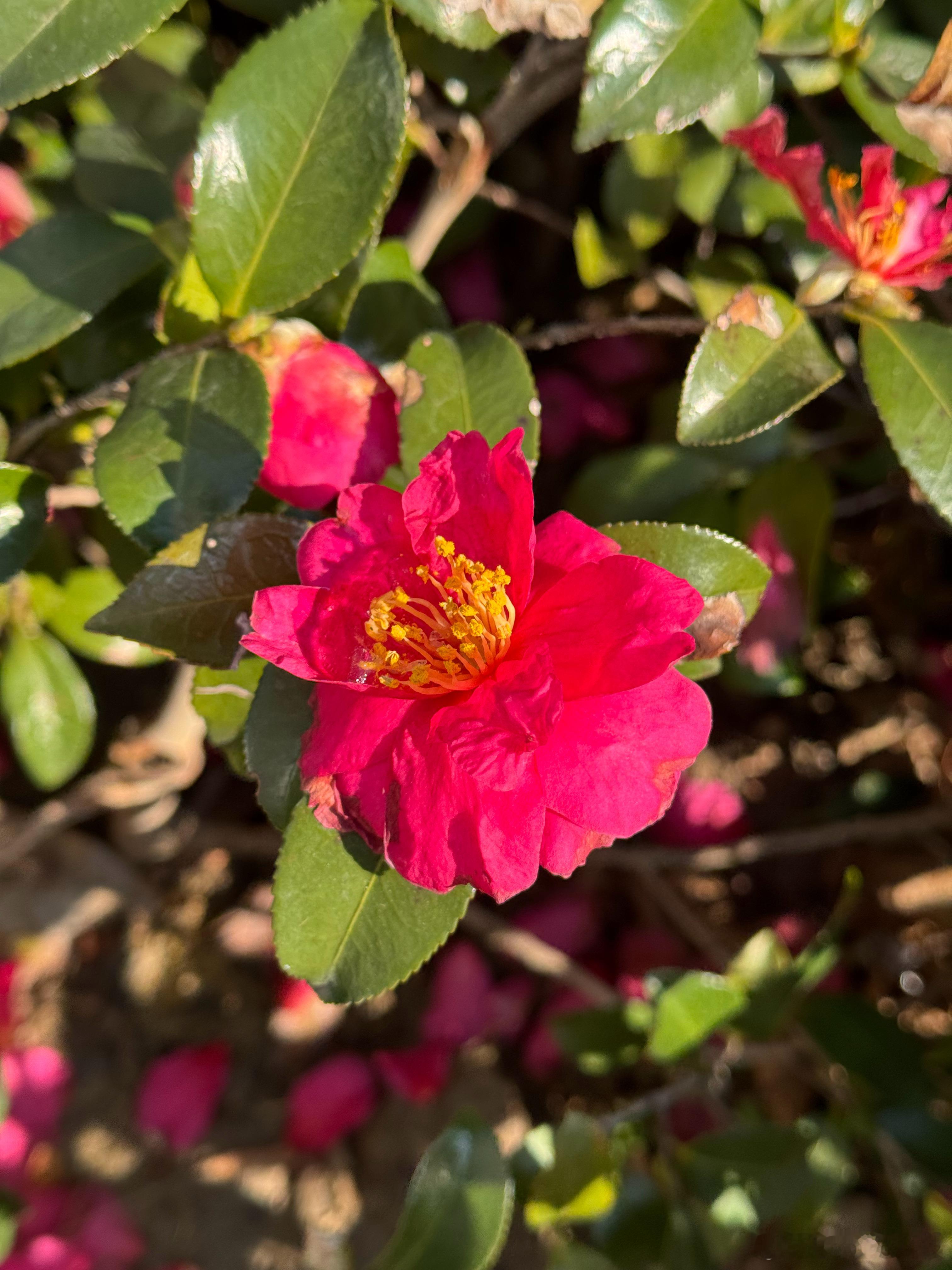 iPhone拍照更好看的技巧我觉得人像模式，拍近景真好看……