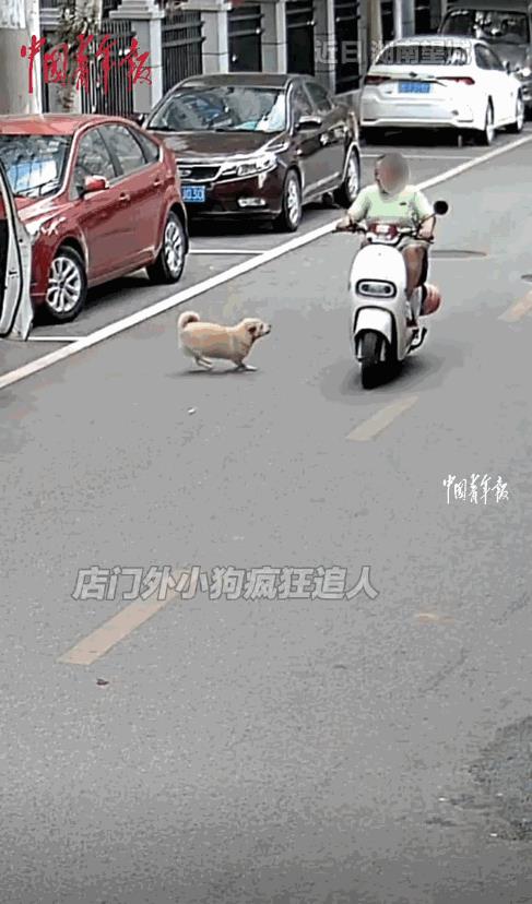 这下后悔了吧！近日，湖南长沙，一男子经常投喂的流浪狗，突然发疯般地追赶过往的电动