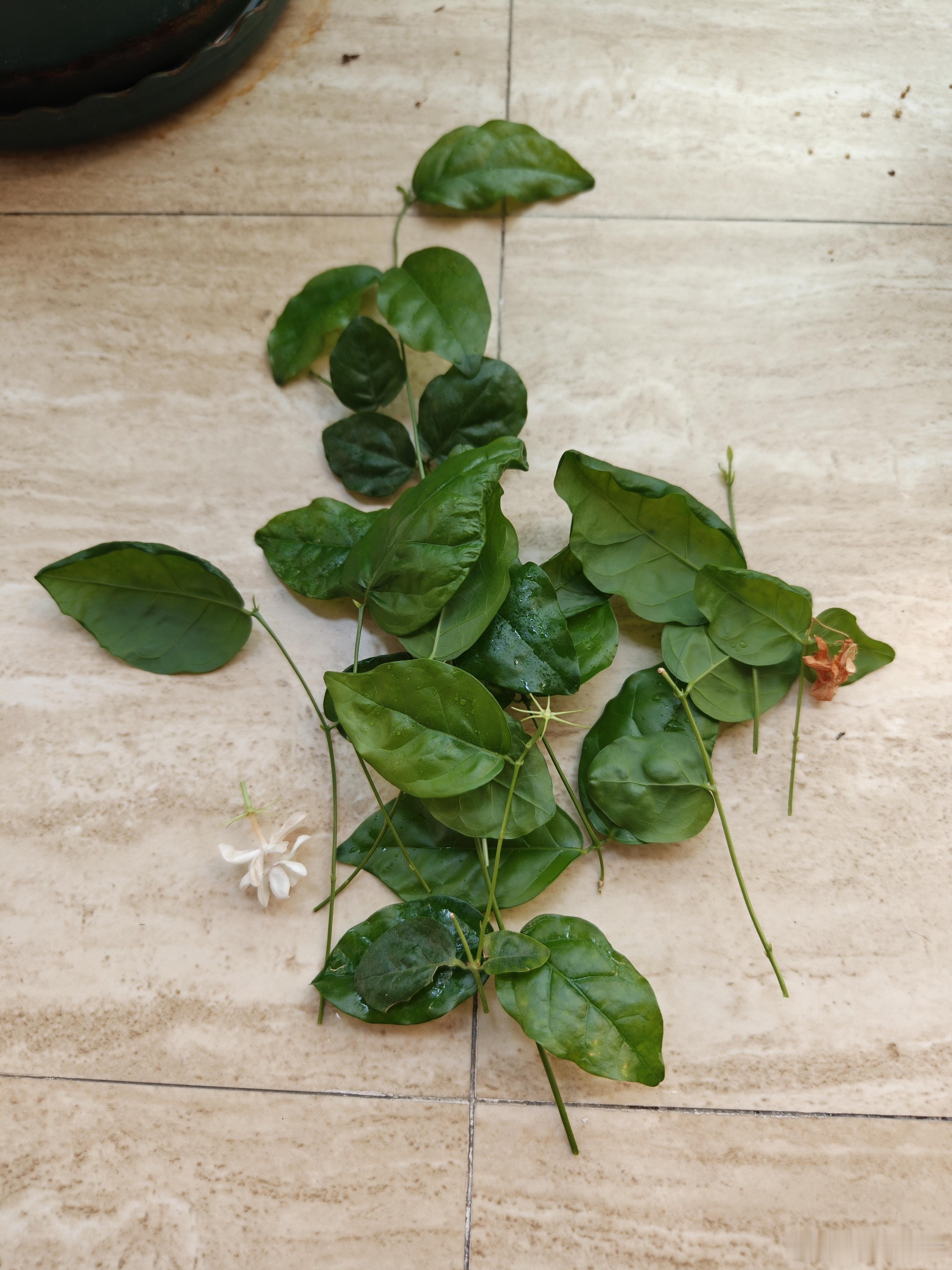 回来就是剪茉莉枝条舍不得徒长枝，套不着小白花