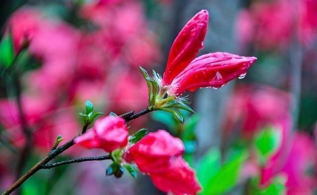 杜鹃花开，美若云霞醉人间～​​​