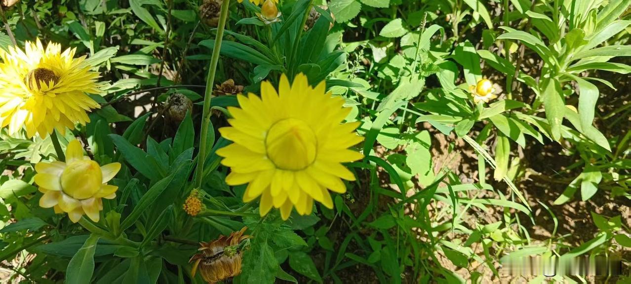 一段让人特有感触的话：“在经历了世界的无情和残酷之后，有人选择跟世界一样残酷无情