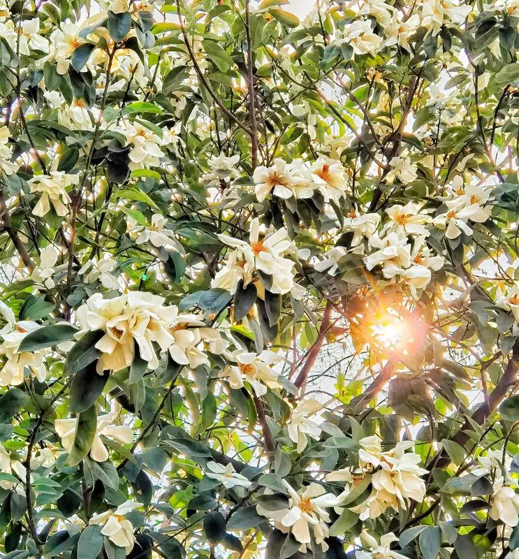 看到“日出花含笑”这个上联，感觉特别有意境。日出时分，花儿仿佛被赋予了生命，含笑