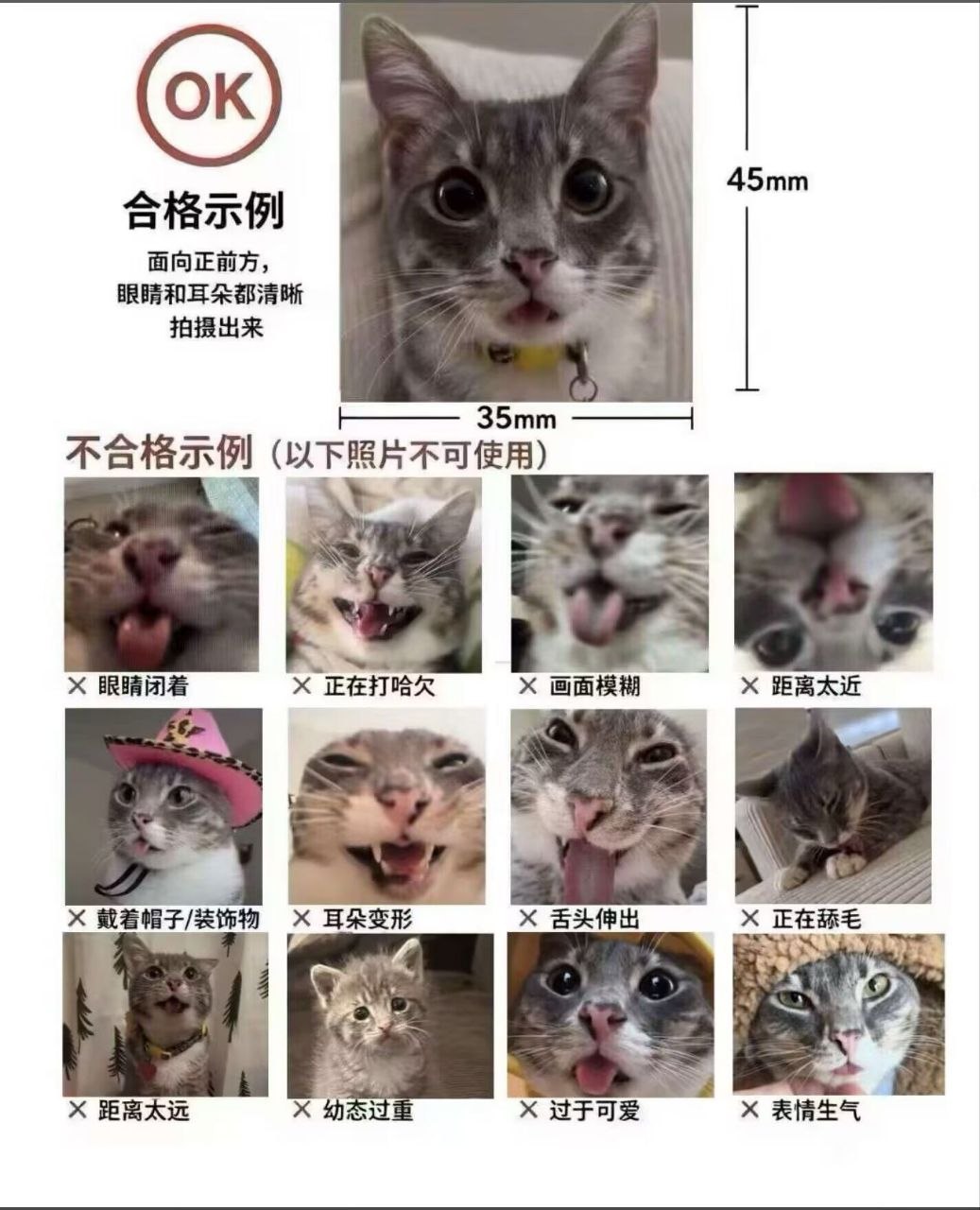 以防万一你没有见过标准小猫证件照​​​