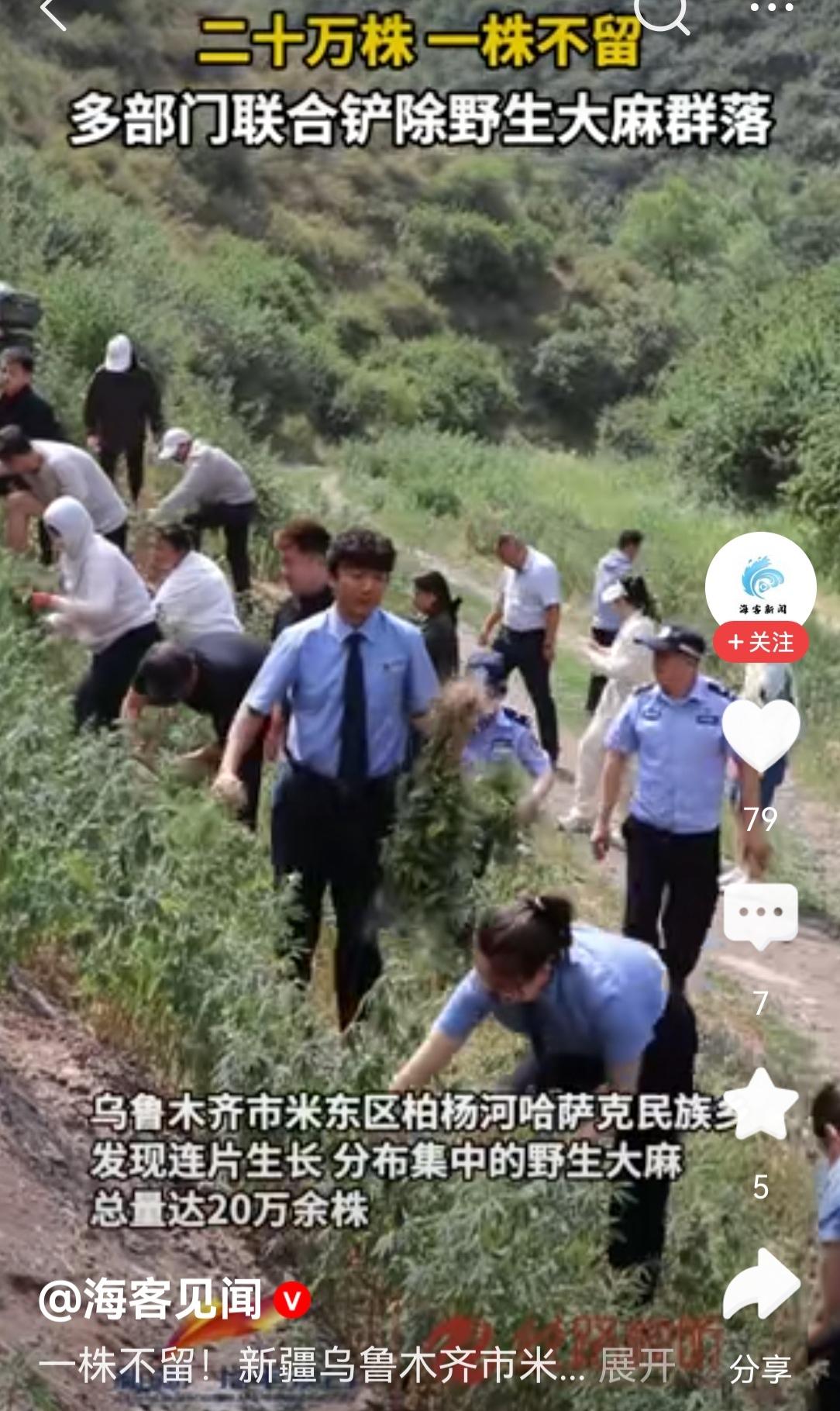 赶在6月26日国际禁毒日前，新疆乌鲁木齐20万株野生大麻被铲除，彻底清除了毒源隐