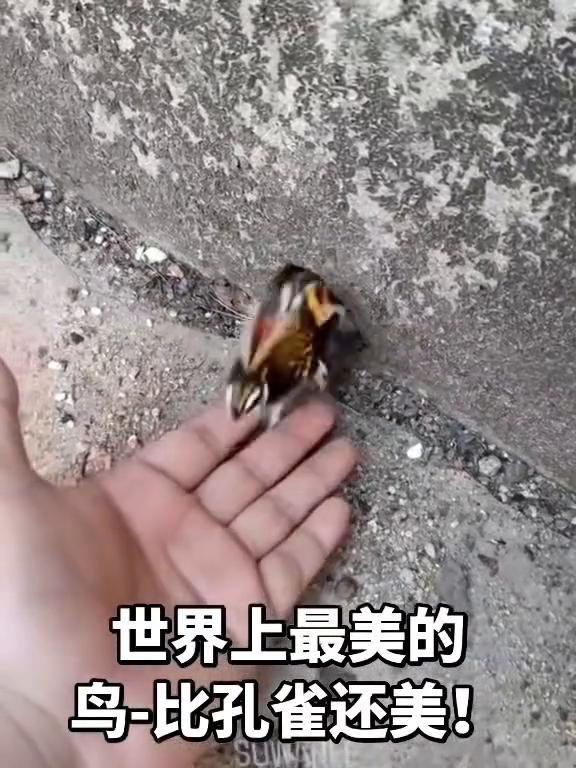 世界上最美的鸟-比孔雀还美！