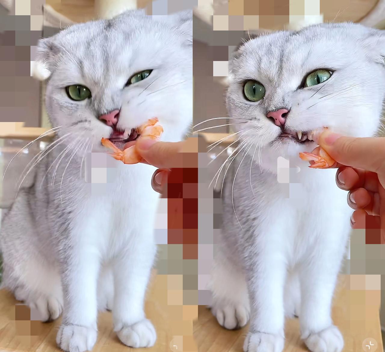 家人们谁懂啊！养只猫快把我整破产了！猫粮放那儿纹丝不动，天天就盯着