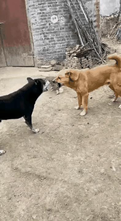 跨物种“家族情”看哭!猫和鸡联手护狗太燃了大黑狗上门挑事,对着黄狗龇牙咆哮