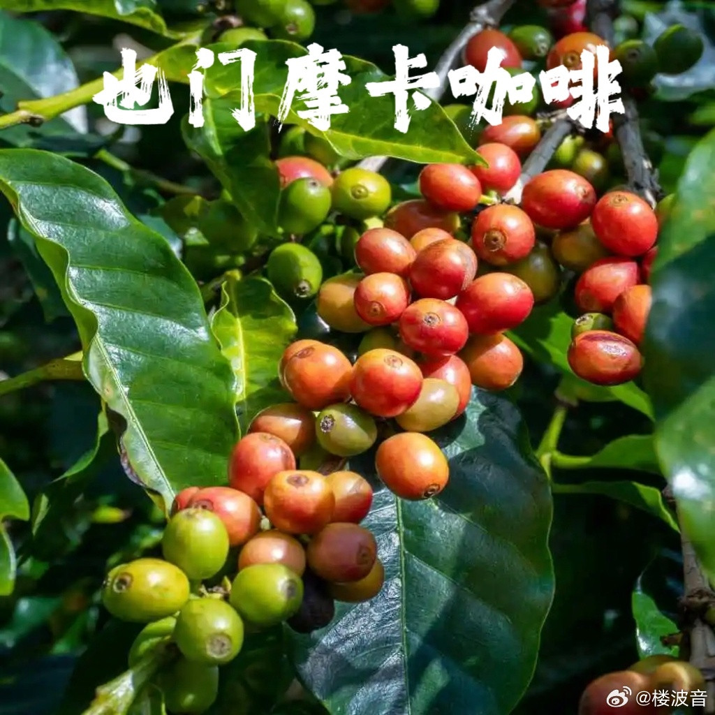 全世界最优质的十种咖啡你喝过哪几种？全部喝过的朋友，一定是大牛！你认为好喝的咖啡