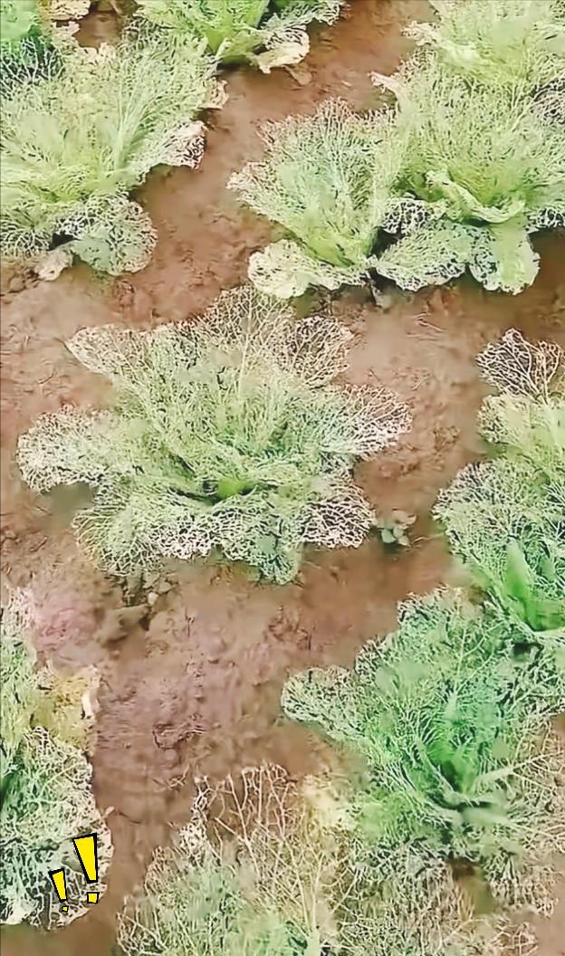 有没有种菜的老乡过来帮帮忙分辨一下？菜园里这几颗菜长得怪怪的，叶子只剩下网状的筋