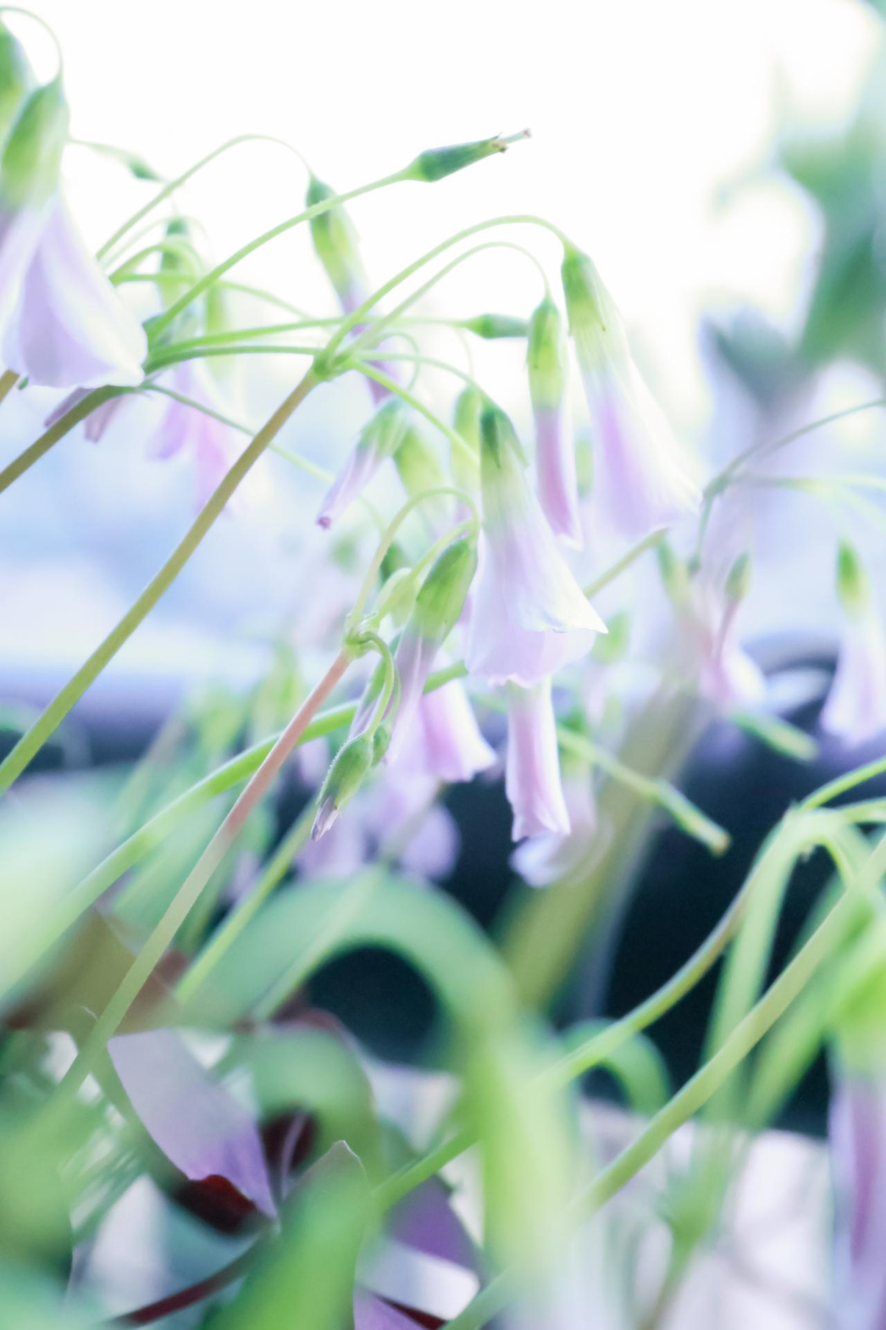 没有对比就没有伤害，朋友的女儿明天就满30了，真羡慕她呀，一男一女两个孙子